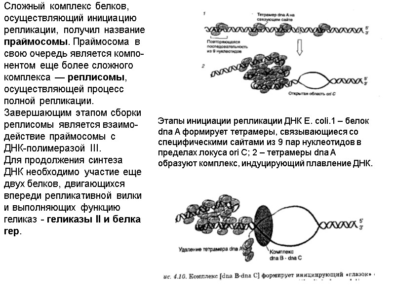 Этапы инициации репликации ДНК E. coli.1 – белок dna A формирует тетрамеры, связывающиеся со
